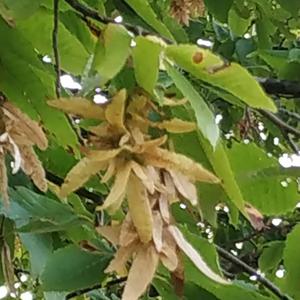 Hornbeam (European)