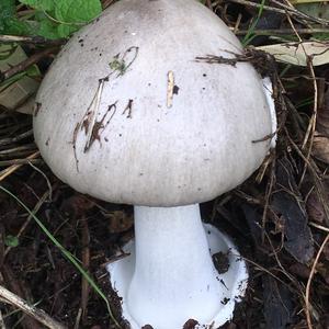 Smooth Volvariella