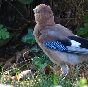 Eurasian Jay