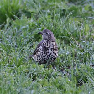 Mistle Thrush