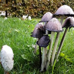 Shaggy Mane