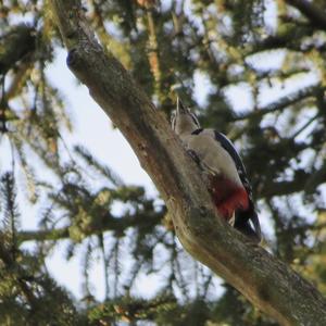 Great Spotted Woodpecker