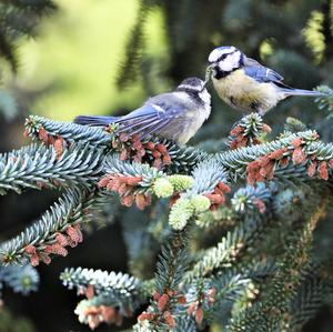 Blue Tit