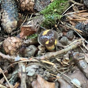 Bay Bolete