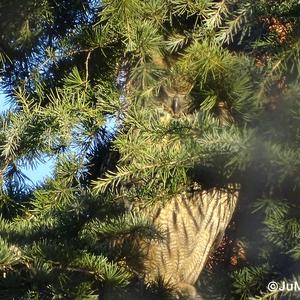 Eurasian Eagle-owl