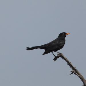 Eurasian Blackbird