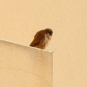 Common Kestrel