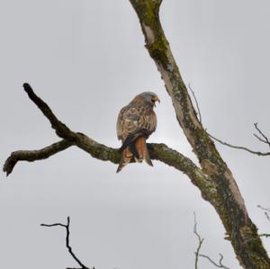 Red Kite