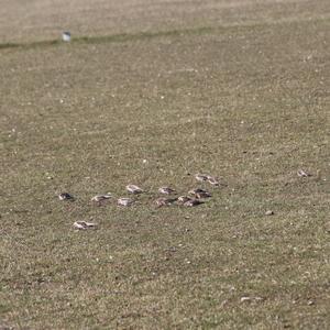 Snow Bunting