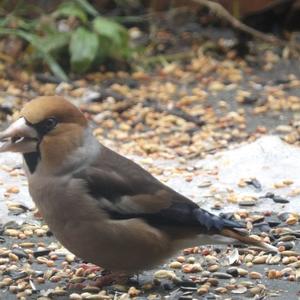 Hawfinch