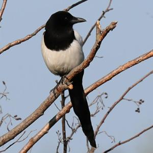 Black-billed Magpie