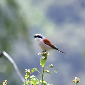 Red-backed Shrike