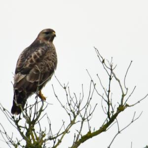 Common Buzzard