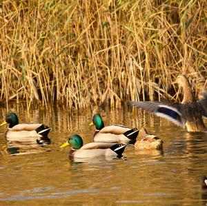 Mallard