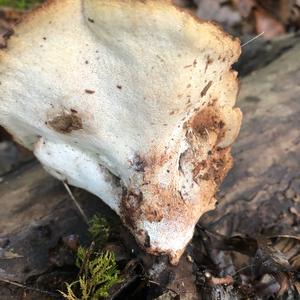 Black-footed Polypore