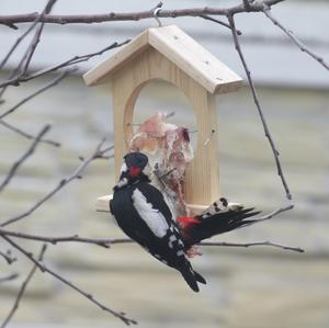 Great Spotted Woodpecker