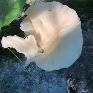 Oyster Mushroom