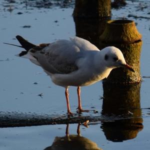 Black-headed Gull