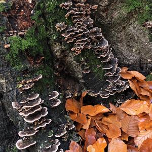 Turkey-tail