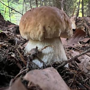 King Bolete