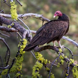 Turkey Vulture