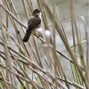 Sedge Warbler