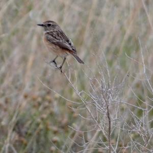 European stonechat