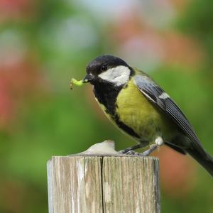 Great Tit