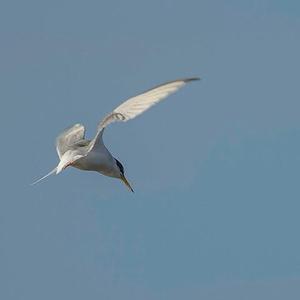 Little Tern