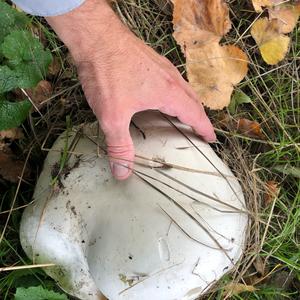 Giant Puffball