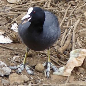 Bläßhuhn