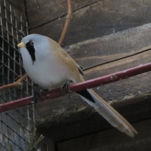 Bearded Parrotbill