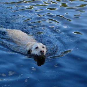 Retriever (Labrador)