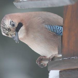 Eurasian Jay