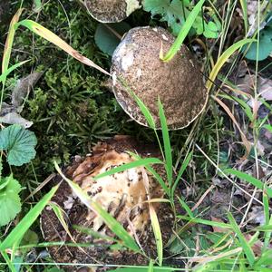 Bay Bolete