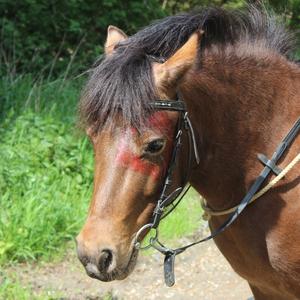 Welsh Pony Sektion C