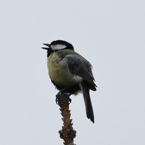 Great Tit