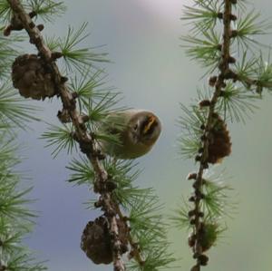 Goldcrest