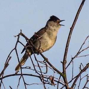 Blackcap