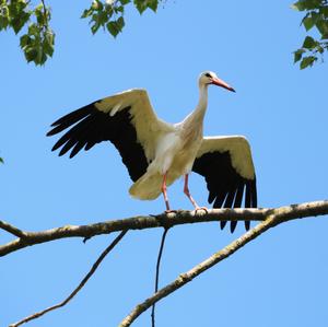 White Stork