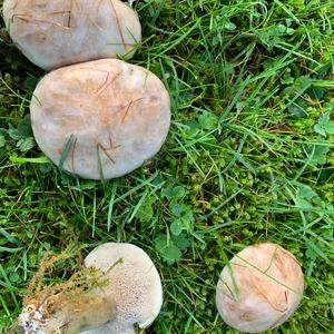 Grey Larch Bolete