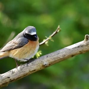 Common Redstart