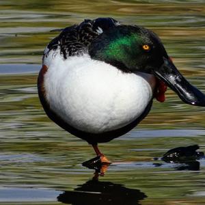 Red Shoveler