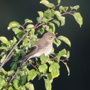 European Pied Flycatcher