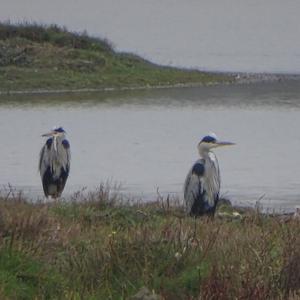 Grey Heron