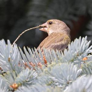 European Greenfinch