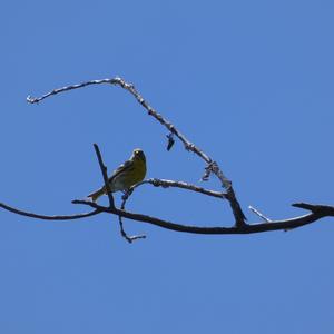 European Serin