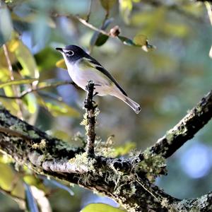 Connecticut Warbler