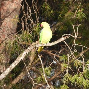 Rose-ringed Parakeet