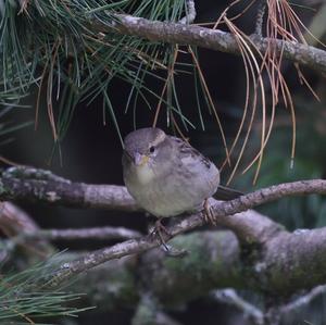 House Sparrow